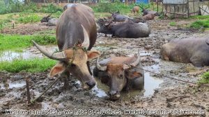 2022 A mudbath