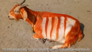 2022 Billy Goat